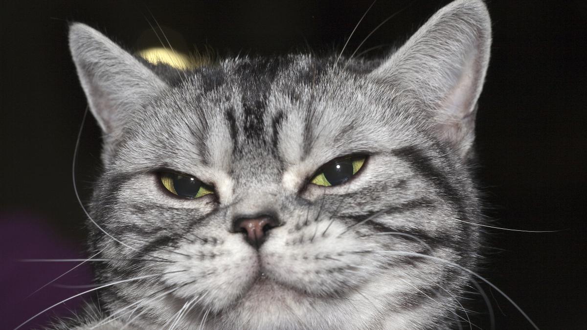 Американская короткошёрстная кошка