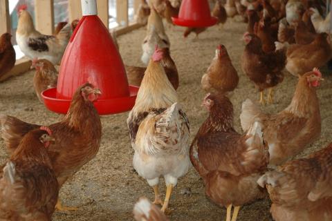 Куры способны запоминать до 100 особей и различать человеческие лица