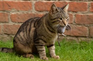 Народные методы вроде мяты и ультразвука не работают против грызунов — пояснил Читарелла