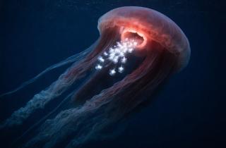 Медузы погружаются в полноценный сон каждую ночь — Nature Communications