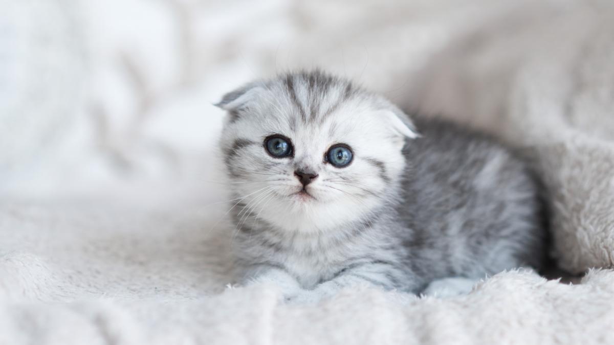 Котенок