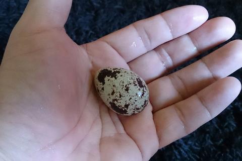 Аллергия на яйца: какие продукты запрещены по мнению гастроэнтеролога Тимощенко