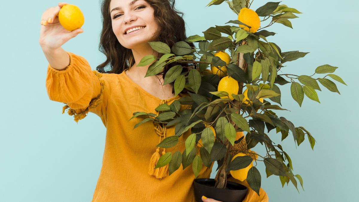 апельсиновое дерево