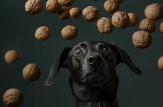 Орехи могут быть опасными для собак, если они съедены в большом количестве