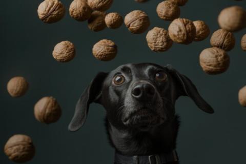 Орехи могут быть опасными для собак, если они съедены в большом количестве