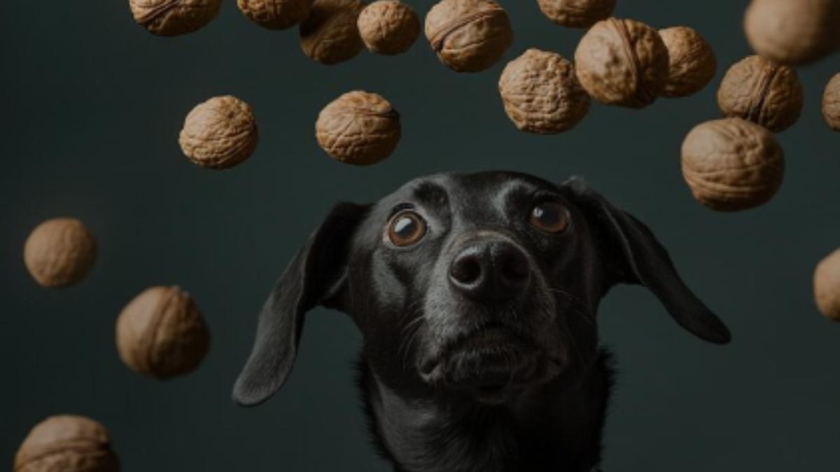 Собака и грецкие орехи