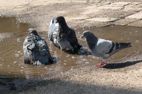 В птичьем помете нашли опасные для человека дрожжи — ученые МГУ