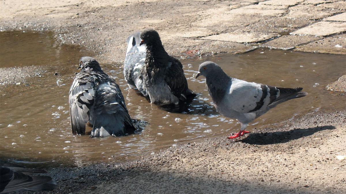 Голуби в луже, специально утром налитой дворником. Температура +37 °C