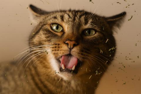 Кошка отводит уши назад при страхе и попытке самозащиты — Le Mag du Chat