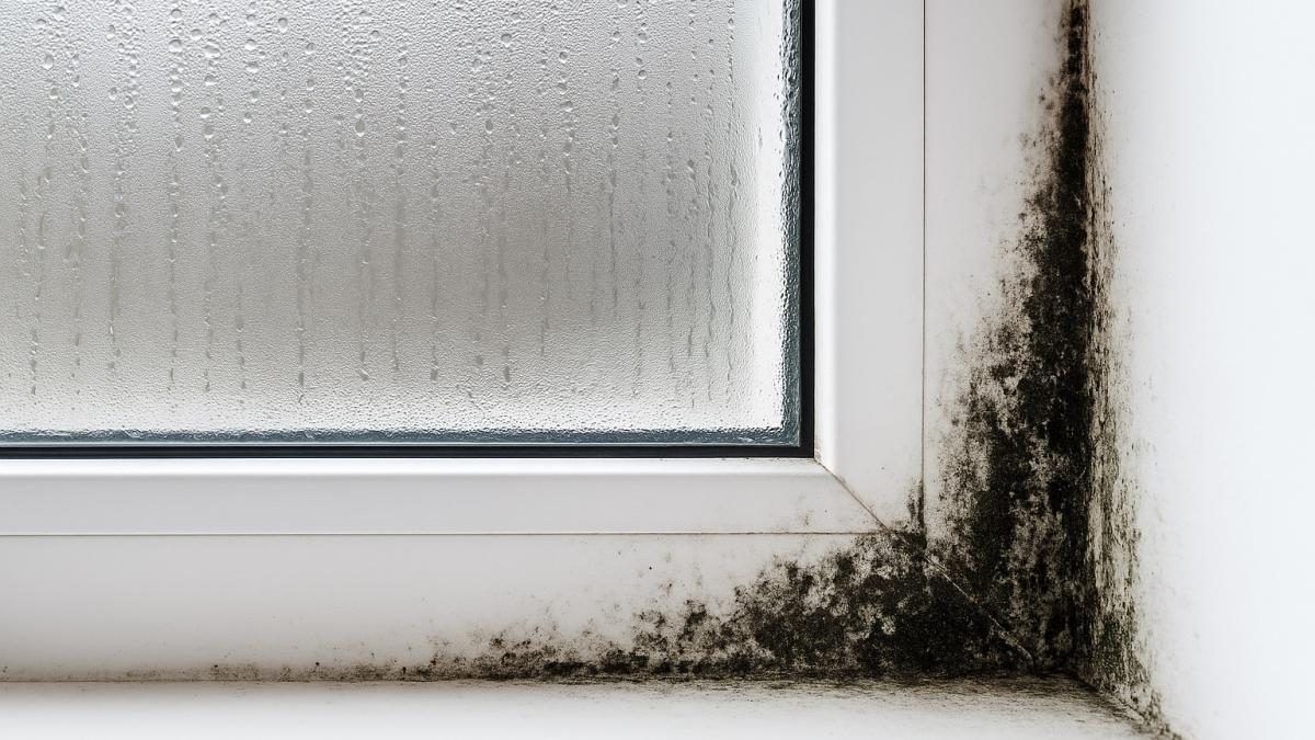 Конденсат и плесень в углу окна