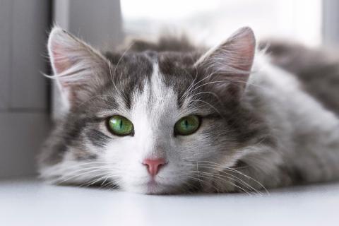 Кошки используют задние лапы для удержания добычи и защиты