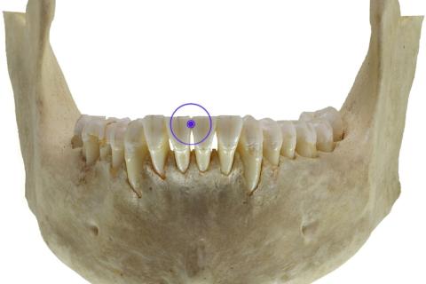 Археологи нашли окаменелую челюсть Homo erectus в Грузии возрастом 1,8 млн лет