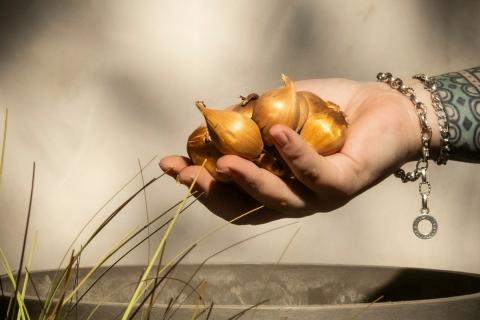 Мульчирование луковиц осенью защищает их от холода и помогает лучше цвести весной — садоводы