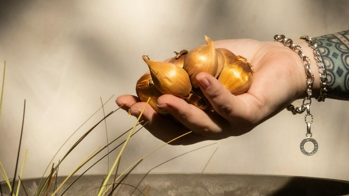 Тюльпаны посадка