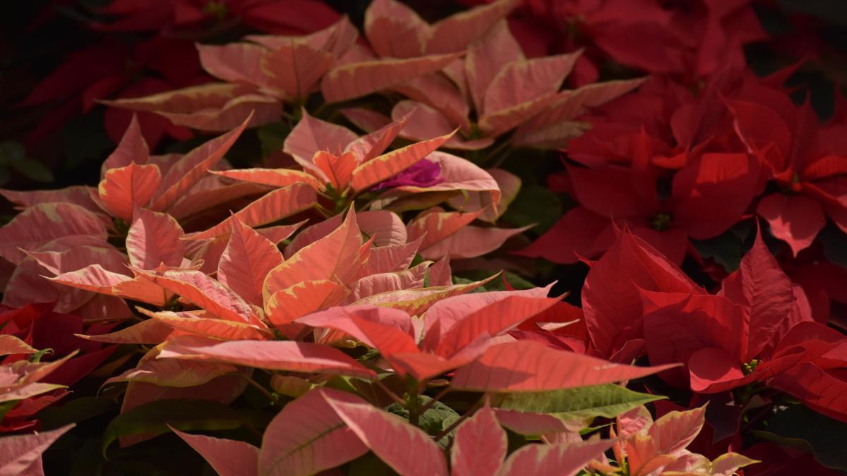 рождественская звезда