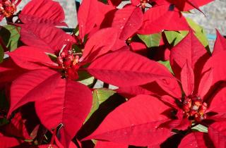 Правильный уход за пуансеттией для яркого цветения в зимний период