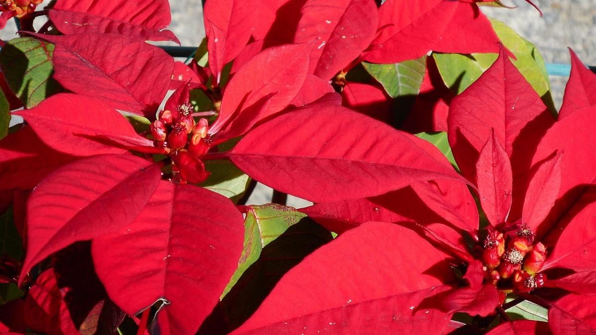 Пуансеттия