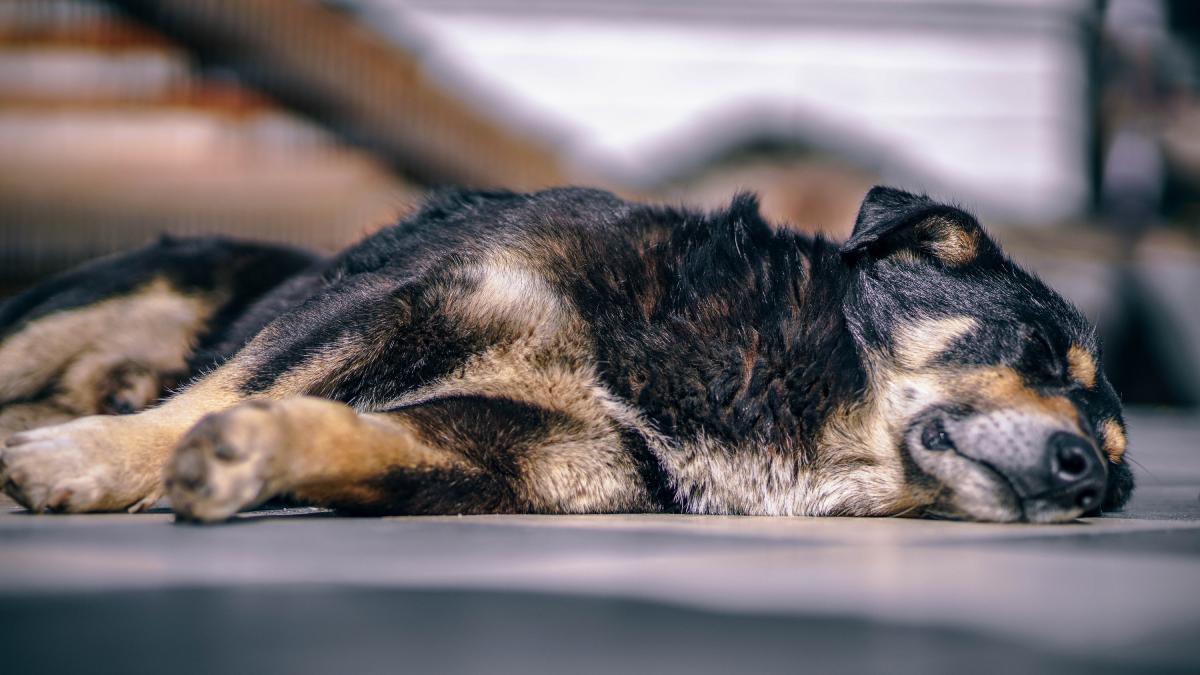 Спящая на полу собака