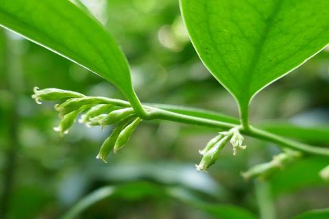 Полифенолы защищают зрение при диабетической ретинопатии — Nutrients