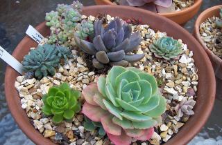 Растения с декоративной листвой сохраняют привлекательность круглый год — садоводы