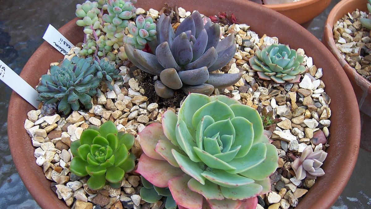 Суккуленты