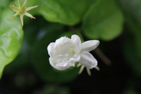 Жасмин Самбак цвёт круглый год при минимальных усилиях