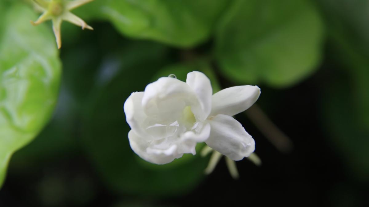 Jasminum sambac 13zz