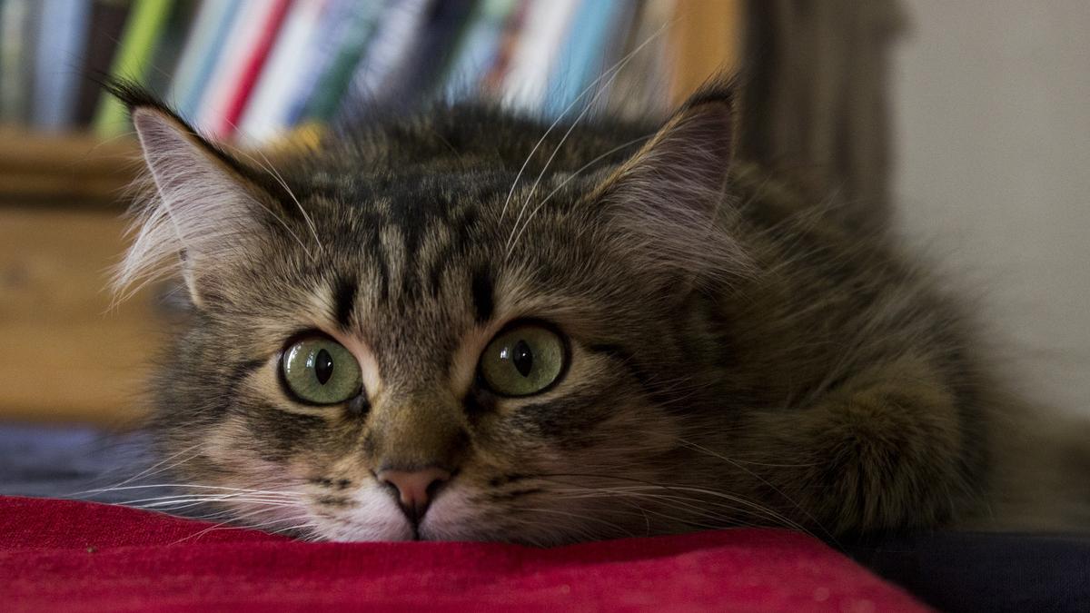 Сибирский кот