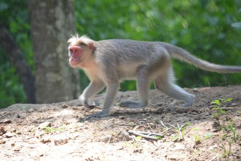 Макака устроила ограбление в отельном номере, унеся с собой пакет с протеином — SHOT