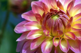 Правильные методы хранения георгин на зиму