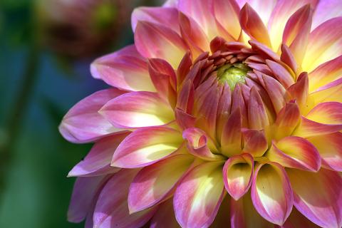 Правильные методы хранения георгин на зиму