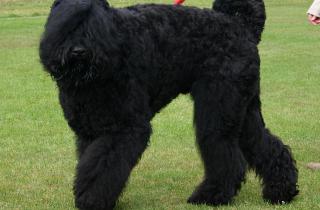 Жёсткая шерсть русского чёрного терьера практически не линяет и может подходить людям с аллергией