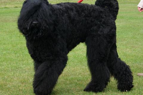 Жёсткая шерсть русского чёрного терьера практически не линяет и может подходить людям с аллергией