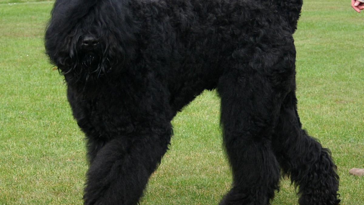 Русский чёрный терьер Русский чёрный терьер