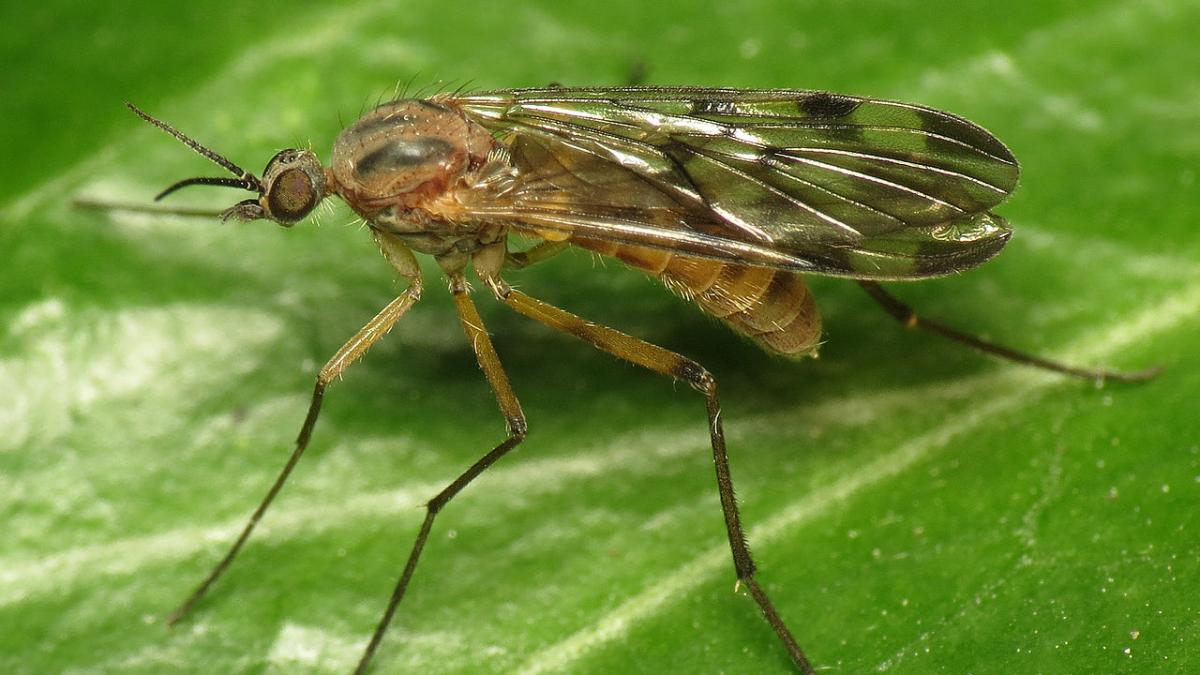 Цветочные мошки