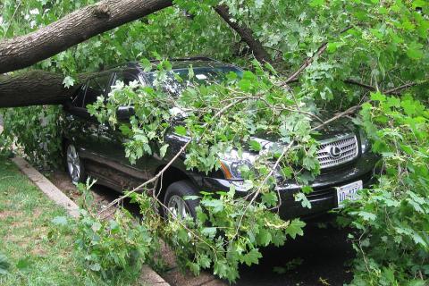 Как возместить ущерб, если дерево упало на припаркованный автомобиль — советы автоэксперта