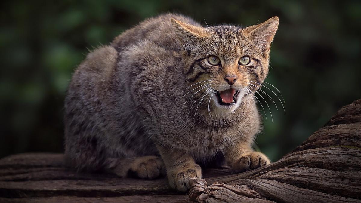 Среднеевропейский лесной кот Среднеевропейский лесной кот