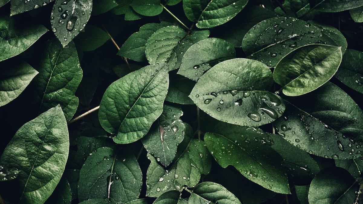 Полив и опрыскивание растений