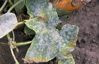 Биолог Щайнкопф: вредные бактерии переживают зиму в листьях и почве