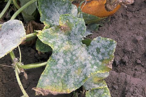 Биолог Щайнкопф: вредные бактерии переживают зиму в листьях и почве