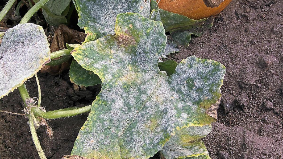 Мучнистая роса огурцов