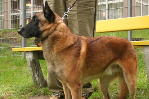 Рабочие породы собак совмещают интеллект и уникальные навыки