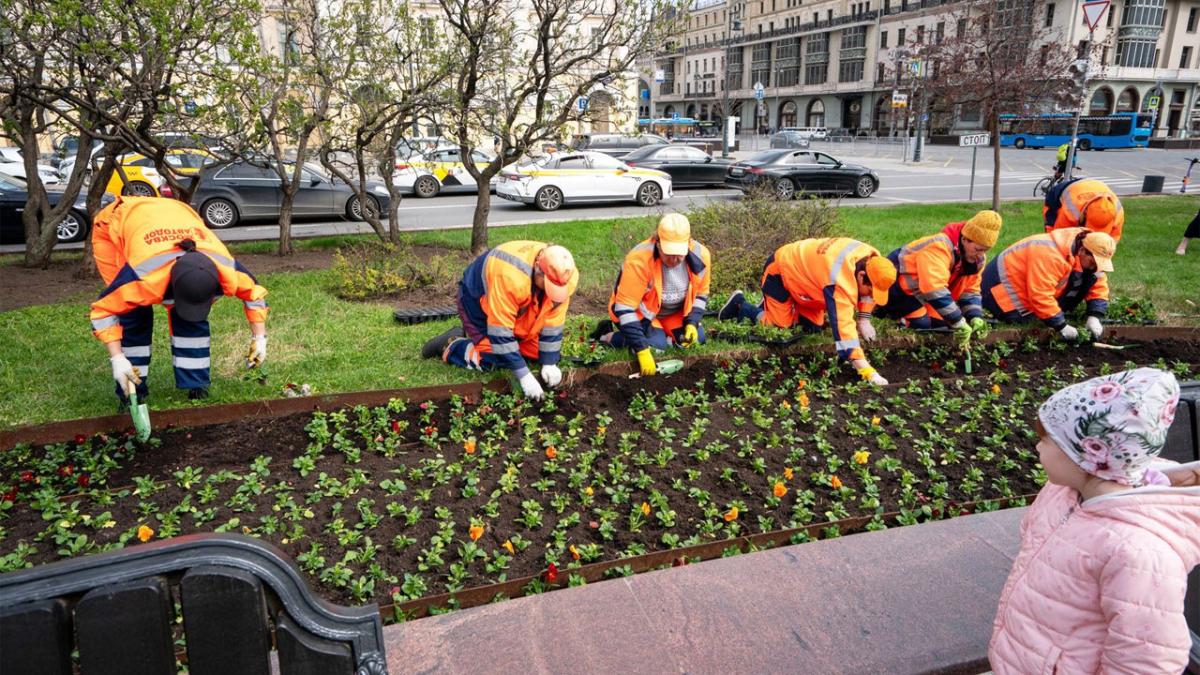 Озеленение в Москве Озеленение в Москве