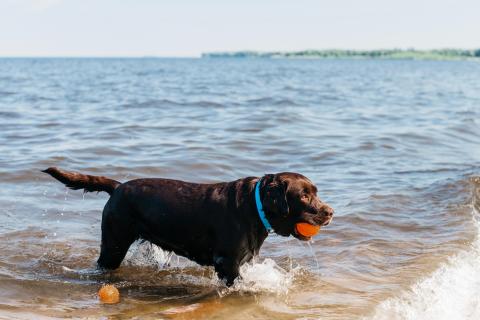 У лабрадоров и ретриверов есть естественное водоотталкивающее масло в шерсти