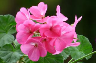 Сокращение светового дня и низкие температуры вызывают стресс и сброс листвы у герани