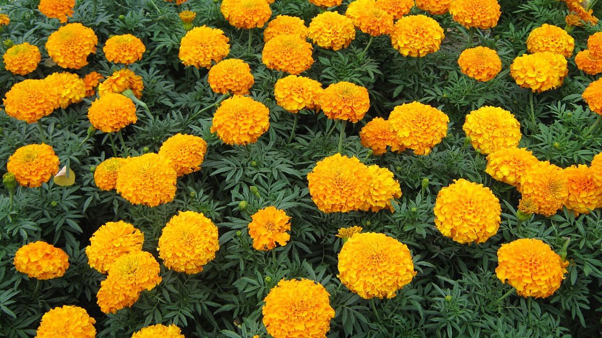 Бархатцы Бархатцы