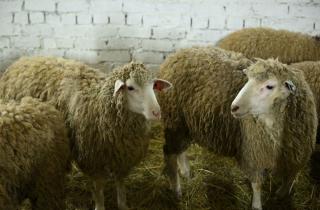 В Бурятии перевели школьников на дистанционное обучение из-за гибели овец