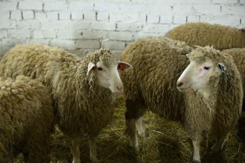 В Бурятии перевели школьников на дистанционное обучение из-за гибели овец