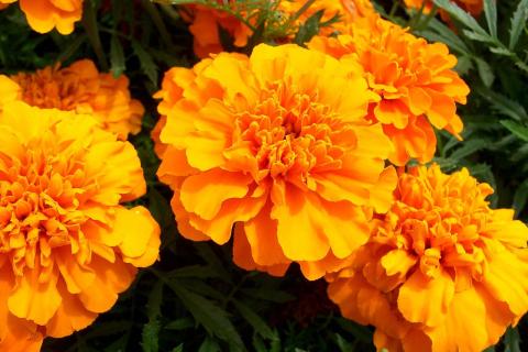 Бархатцы, чеснок и полынь признаны природными средствами против вредителей сада Бархатцы, чеснок и полынь признаны природными средствами против вредителей сада