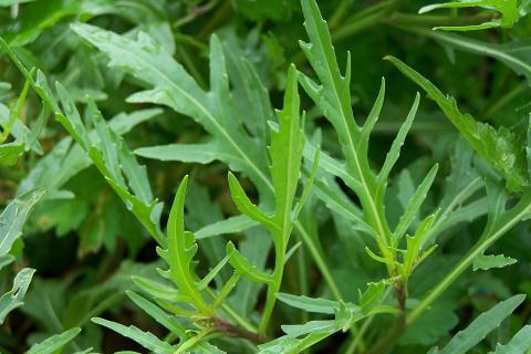 Вырастить рукколу в помещении и наслаждаться свежими листьями можно за 4 недели